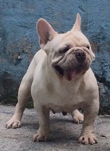 french bulldog for sell